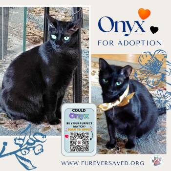 Onyx -  Domestic Short Hair Cat for Adoption in Miami, Florida - Onyx | PetCurious