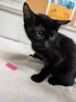 DAPHNE -  Domestic Short Hair Cat for Adoption in Camarillo, California - DAPHNE | PetCurious
