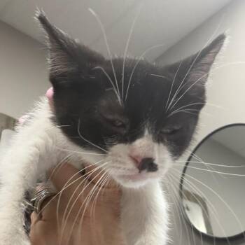 Velvet -  Domestic Short Hair Cat for Adoption in Midland, Texas - Velvet | PetCurious