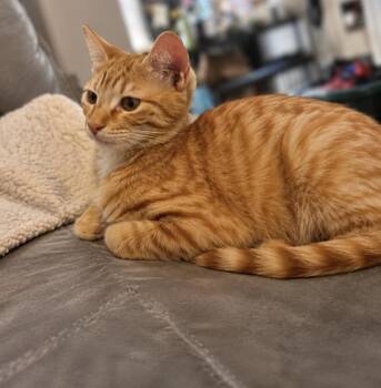 Jonny -  Domestic Short Hair Cat for Adoption in Colorado Springs, Colorado - Jonny | PetCurious