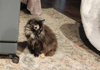 Domestic Long Hair Cats Available for Adoption - LOGAN | PetCurious