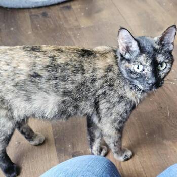 Domestic Short Hair Cats Available for Adoption in Buffalo, Minnesota - McGonagal *Meet Me At Eagan Petsmart* | PetCurious