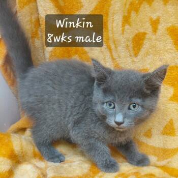 Winkin -  Domestic Short Hair Cat for Adoption in New Tazewell, Tennessee - Winkin | PetCurious