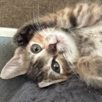Rescue Domestic Short Hair Cats for Adoption in Chicago, Illinois - Sylveon | PetCurious
