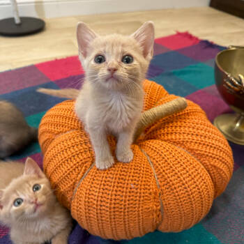 Rescue Domestic Short Hair Cats for Adoption in Elfin Forest, California - Tour | PetCurious