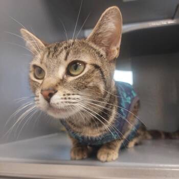 Duchess -  Domestic Short Hair Cat for Adoption in Philadelphia, Pennsylvania - Duchess | PetCurious