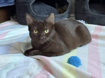 Mocha & Latte (bonded pair) -  Domestic Medium Hair Cat for Adoption in San Jose, California - Mocha & Latte (bonded Pair) | PetCurious