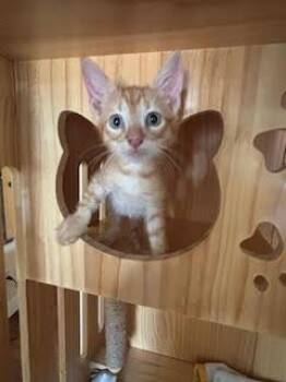 Oliver -  Domestic Short Hair Cat for Adoption in North Richland Hills, Texas - Oliver | PetCurious