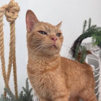 Bunting EL 56227 -  Domestic Short Hair Cat for Adoption in Eaton Rapids, Michigan - Bunting EL 56227 | PetCurious