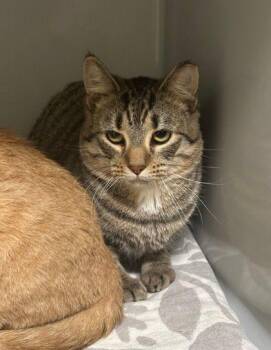 Albert - Barn Cat -  Domestic Short Hair Cat for Adoption in Williamsport, Pennsylvania - Albert - Barn Cat | PetCurious