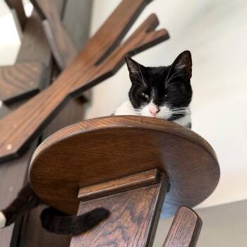 Possum -  Domestic Short Hair Cat for Adoption in Los Angeles, California - Possum | PetCurious