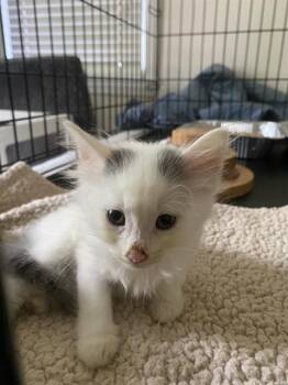 FRANKLIN -  Domestic Medium Hair Cat for Adoption in Charlotte, North Carolina - FRANKLIN | PetCurious