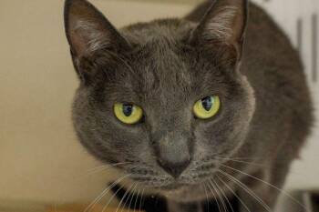 Domestic Short Hair Cats Available for Adoption in Loveland, Colorado - LUNA | PetCurious