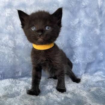 KOOL -  Domestic Short Hair Cat for Adoption in Camarillo, California - KOOL | PetCurious