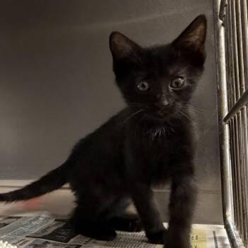 Luna -  Domestic Short Hair Cat for Adoption in Quakertown, Pennsylvania - Luna | PetCurious
