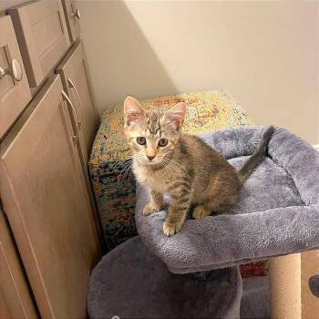 Pearl -  Domestic Short Hair Cat for Adoption in Hendersonville, North Carolina - Pearl | PetCurious