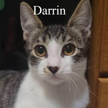 Darrin -  Domestic Short Hair Cat for Adoption in San Tan Valley, Arizona - Darrin | PetCurious