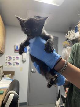 GHOUL -  Domestic Medium Hair Cat for Adoption in Tallahassee, Florida - GHOUL | PetCurious