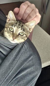 Rescue Domestic Short Hair Cats for Adoption in Camden, South Carolina - Tuck N Roll (Available For Pre-adoption) | PetCurious