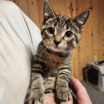 Blu MK -  Domestic Short Hair Cat for Adoption - Blu MK | PetCurious
