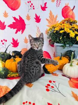 Bella Donna -  Domestic Short Hair Cat for Adoption in Milton, Delaware - Bella Donna | PetCurious