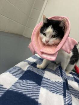 Domestic Short Hair Cats Available for Adoption - Lego | PetCurious