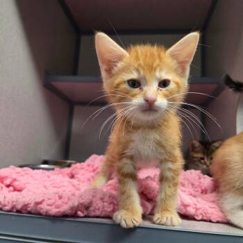 Domestic Short Hair Cats Available for Adoption in North Battleford, Saskatchewan - Optimus Prime | PetCurious