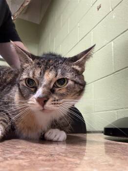 Domestic Short Hair Cats Available for Adoption - MILA | PetCurious
