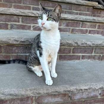 Suki -  Tabby and Domestic Short Hair Cat for Adoption in Newark, New Jersey - Suki | PetCurious