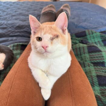 Rescue Domestic Short Hair Cats for Adoption in Oakland, California - Squint (bonded W/ Ice Cream) | PetCurious