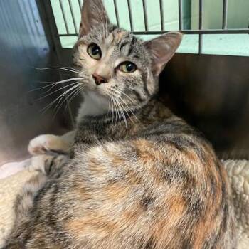 Domestic Short Hair Cats Available for Adoption in Dayton, Ohio - Rory | PetCurious