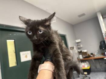 A1924595 -  Domestic Medium Hair Cat for Adoption in Thousand Palms, California - A1924595 | PetCurious