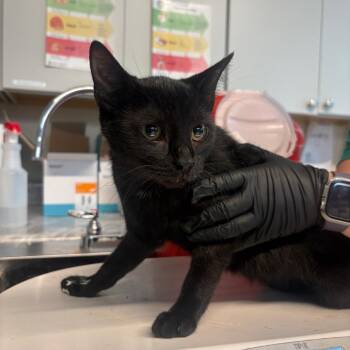 Precious -  Domestic Short Hair Cat for Adoption in Huntington, West Virginia - Precious | PetCurious