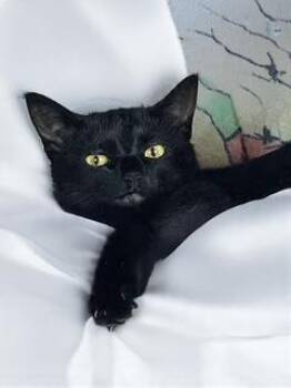 Rescue Domestic Short Hair Cats for Adoption in Albany, New York - Little Miss Ginny Rummy | PetCurious