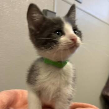 Frost -  Domestic Short Hair Cat for Adoption in Oakland, California - Frost | PetCurious