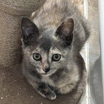 Rescue Domestic Short Hair Cats for Adoption in Springfield, Oregon - Tiny | PetCurious