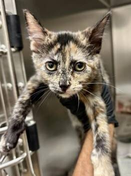 Sandy -  Domestic Short Hair Cat for Adoption in Wichita, Kansas - Sandy | PetCurious