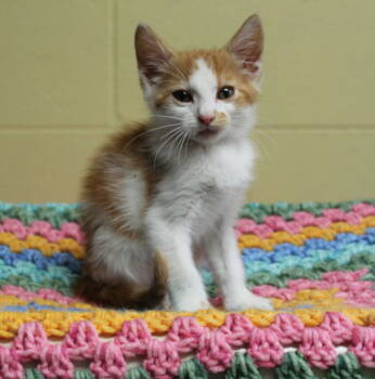 Rescue Domestic Medium Hair and Tabby Cats for Adoption in Prattville, Alabama - Pac Man - 42550 | PetCurious