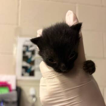 Scarlett -  Domestic Short Hair Cat for Adoption in Council Bluffs, Iowa - Scarlett | PetCurious