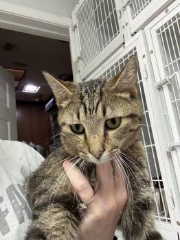 Domestic Short Hair Cats Available for Adoption in Columbia, South Carolina - Handsome Kitty | PetCurious