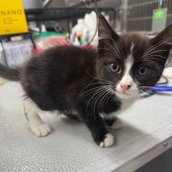 Cove -  Domestic Short Hair Cat for Adoption in Spokane, Washington - Cove | PetCurious