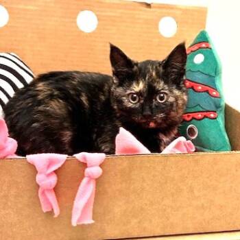 Mia -  Domestic Short Hair Cat for Adoption - Mia | PetCurious
