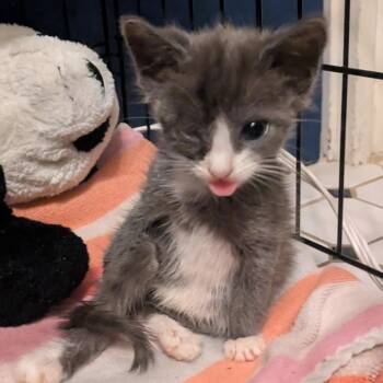 Magnificent -  Domestic Short Hair Cat for Adoption in Lynchburg, Virginia - Magnificent | PetCurious