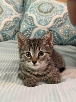 Rescue American Shorthair Cats for Adoption in Monroe Township, New Jersey - Butter | PetCurious