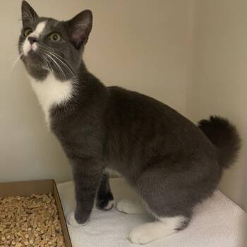 72748 -  Domestic Short Hair Cat for Adoption in Harrisonburg, Virginia - 72748 | PetCurious
