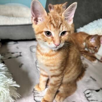 Carl Miehe -  Domestic Short Hair and Tabby Cat for Adoption in Morrison, Colorado - Carl Miehe | PetCurious