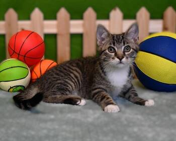 Radley -  Domestic Medium Hair Cat Available for Adoption in Roanoke, Texas - Radley | PetCurious