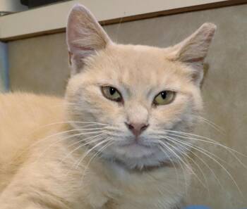 Dawson -  Tabby Cat Available for Adoption in Euclid, Ohio - Dawson | PetCurious