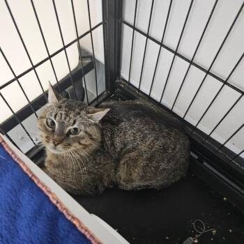 Eberhard -  Domestic Short Hair Cat for Adoption in Ridgely, Maryland - Eberhard | PetCurious