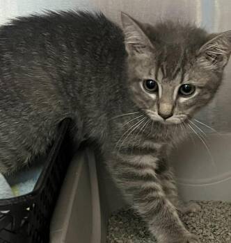Baby Shark -  Domestic Short Hair Cat for Adoption in Golden, Colorado - Baby Shark | PetCurious